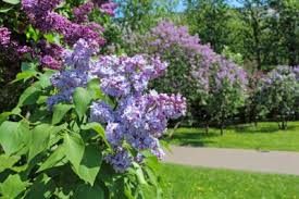 home, memoir, mother, family, south, grandmother, lilacs, autobiography