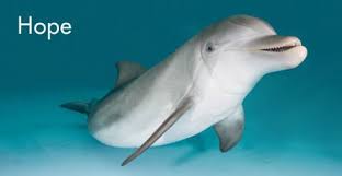 dolphinhope