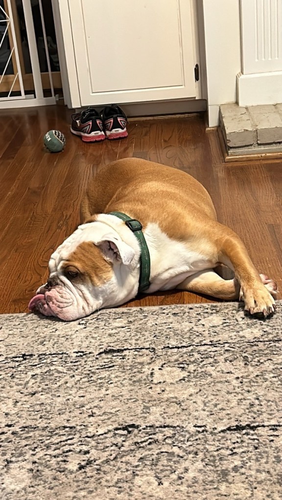 Image of a brown and white English Bulldog with his tongue out lying on a rug