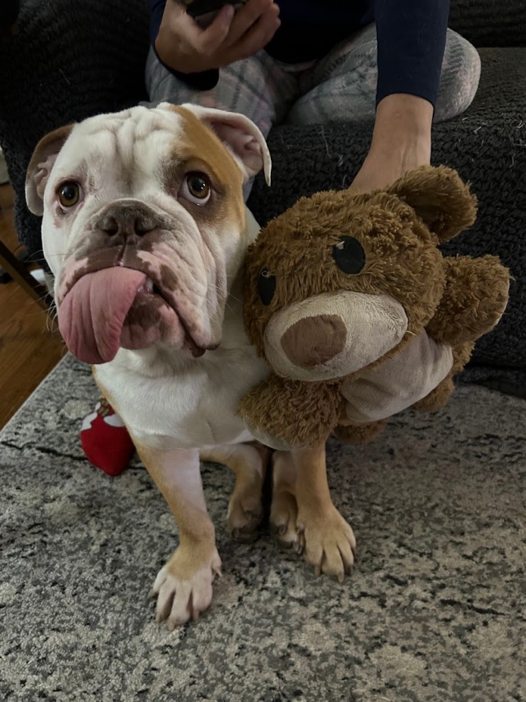 Image of English Bulldog and stuffed bear.