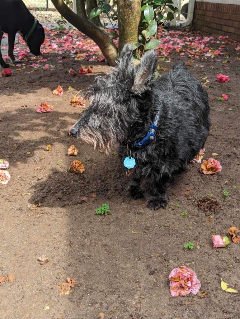 Image of Scottish Terrier under gardinia bush with gardinia flowers. Also pictured is a lab mix black dog.