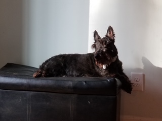 Image of Scottish Terrier named Duncan reclining regally on a settee