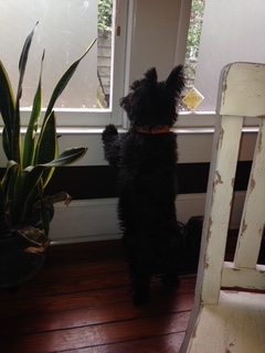 Image of Scottish Terrier standing on two legs looking out the window. Also pictures are potted plant and distressed dining chair.