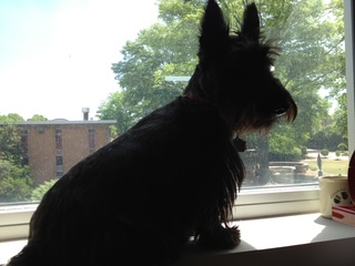Image of Scottish Terrier sitting on window ledge looking outside at a tree and building