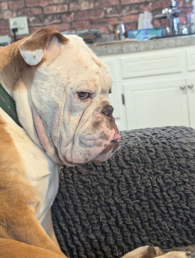 Image of brown and white English Bulldog showing side profile sitting on gray furniture