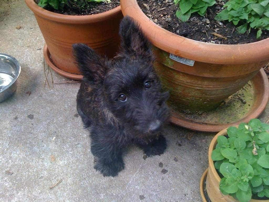 Image of Scottish Terrier Puppy sitting among potted plants