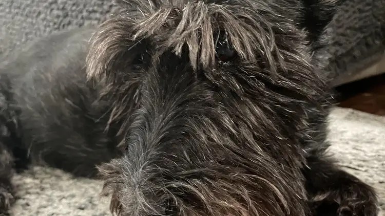 Image of a senior aged Scottish Terrier