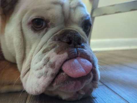 Close up image of brown and white English Bulldog with his tongue out.