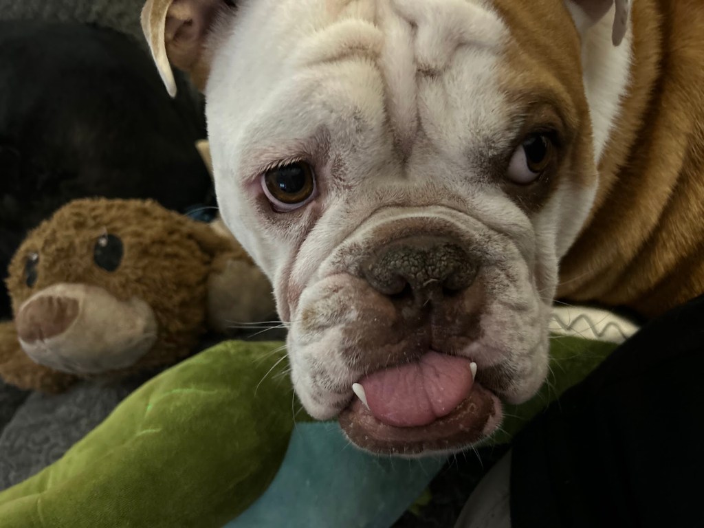 Image of English Bulldog and stuffed bear