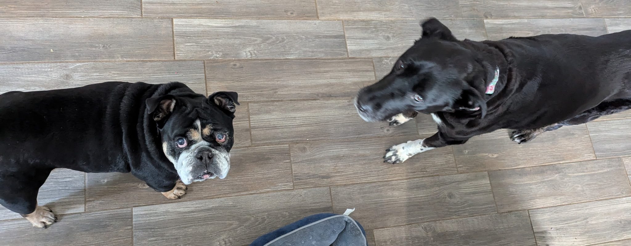 Image of senior dogs, one English Bulldog and one lab mix.