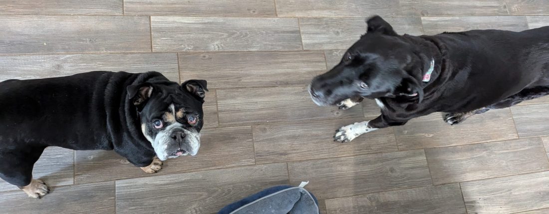 Image of senior dogs, one English Bulldog and one lab mix.