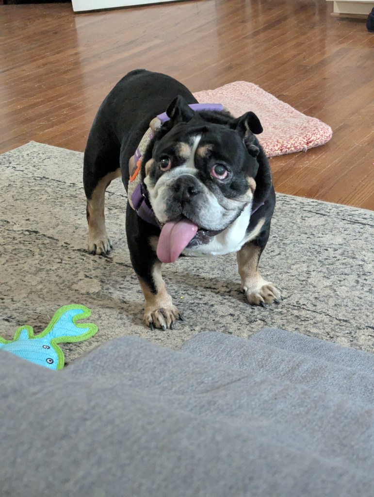 Image of small English Bulldog