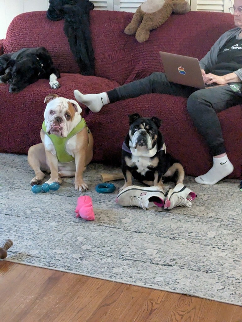 Image of Ugena Whitlock working on Apple computer with two English Bulldogs and a lab mix.