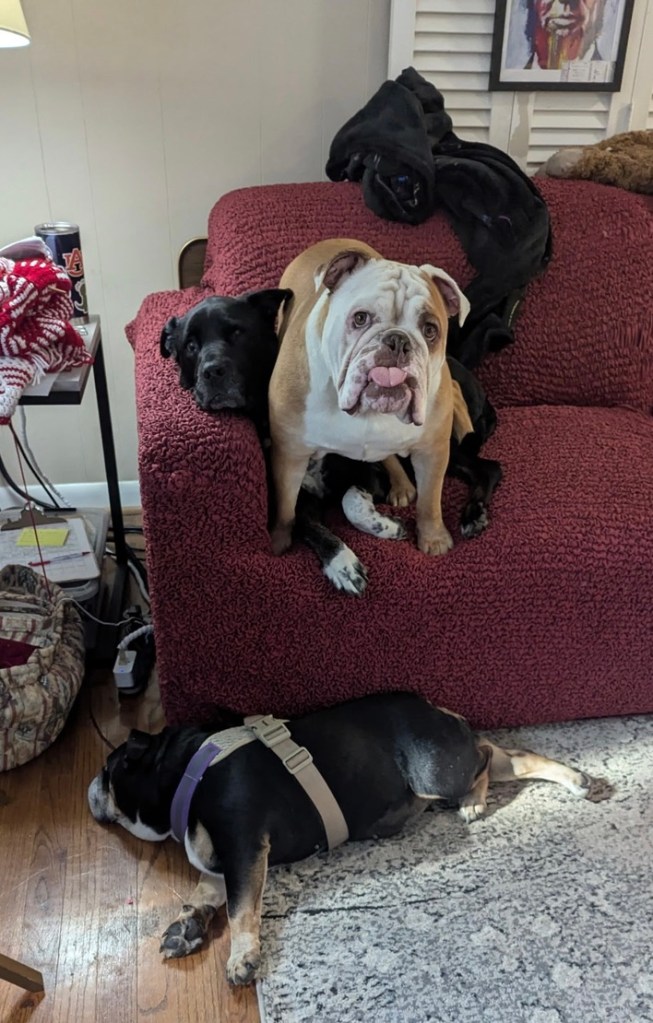 Image of two English Bulldogs and a lab mix.
