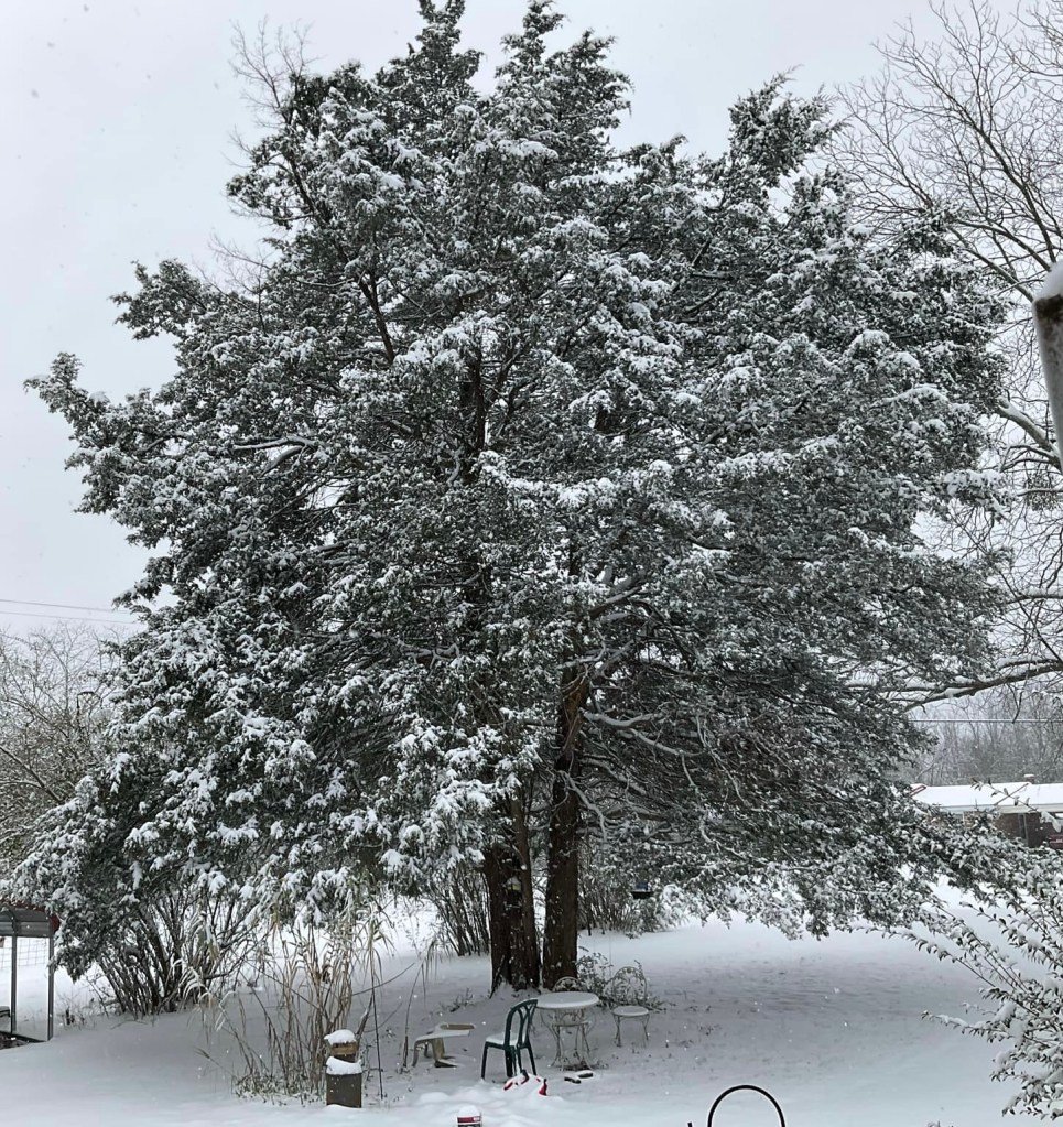 Image of snowy tree, Littleville, Alabama.